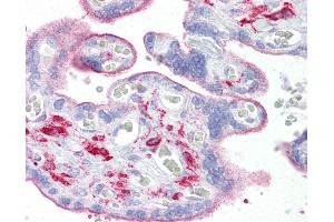 Anti-OGFOD1 antibody IHC of human placenta. (OGFOD1 antibody  (C-Term))