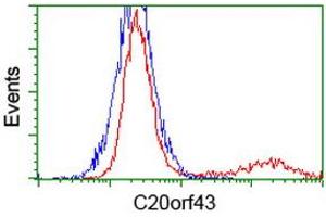 HEK293T cells transfected with either RC201652 overexpress plasmid (Red) or empty vector control plasmid (Blue) were immunostained by anti-C20orf43 antibody (ABIN2454252), and then analyzed by flow cytometry. (C20orf43 antibody)