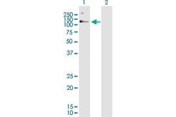 SFMBT1 antibody  (AA 121-230)
