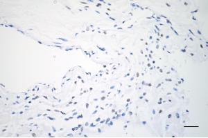 Immunohistochemistry was performed on paraffin-embedded mouse heart using USP39 antibody (ABIN7800735), 1:200).