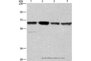 Western blot analysis of Hela, Jurkat, K562 and HUVEC cell, using GLYR1 Polyclonal Antibody at dilution of 1:350 (GLYR1 antibody)