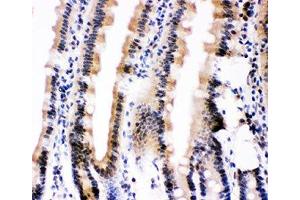 IHC-P: Ubiquitin antibody testing of mouse intestine tissue (Ubiquitin antibody  (AA 77-152))