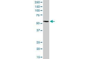 CCT8L2 MaxPab polyclonal antibody. (CCT8L2 antibody  (AA 1-557))