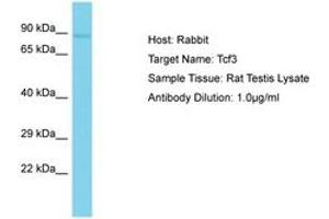 Image no. 1 for anti-Transcription Factor 3 (E2A Immunoglobulin Enhancer Binding Factors E12/E47) (TCF3) (AA 551-600) antibody (ABIN6750234)