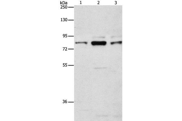 ARHGEF7 antibody