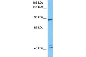 Western Blotting (WB) image for anti-Mediator Complex Subunit 16 (MED16) (C-Term) antibody (ABIN2779553)