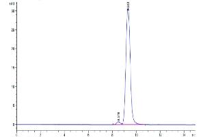 The purity of Human carbonic anhydrase XII is greater than 95 % as determined by SEC-HPLC. (CA12 Protein (AA 25-301) (His tag))