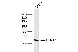 DU145 lysates probed with HTRA4 Polyclonal Antibody, Unconjugated  at 1:300 dilution and 4˚C overnight incubation. (HTRA4 antibody  (AA 251-350))