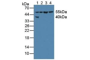 Figure. (XIAP antibody  (AA 1-497))