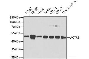 Western blot analysis of extracts of various cell lines using ACTR3 Polyclonal Antibody at dilution of 1:1000. (ACTR3 antibody)