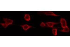 ABIN6272407 staining 293 by IF/ICC. (RAB11FIP4 antibody  (Internal Region))