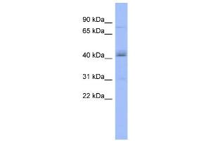 WB Suggested Anti-PAPOLB Antibody Titration:  0. (PAPOLB antibody  (Middle Region))