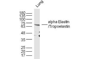 Mouse lung lysates probed with Elastin Polyclonal Antibody, unconjugated  at 1:300 overnight at 4°C followed by a conjugated secondary antibody at 1:10000 for 90 minutes at 37°C. (Elastin antibody  (AA 681-786))