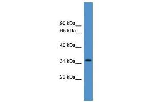 PSMF1 antibody used at 0. (PSMF1 antibody  (Middle Region))
