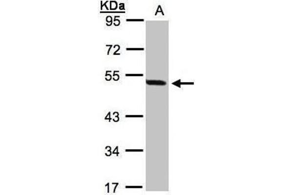 PAX8 antibody