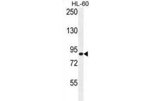 Western Blotting (WB) image for anti-Doublecortin Domain Containing 5 (DCDC5) antibody (ABIN2996229)