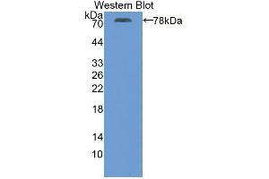 Western blot analysis of recombinant Human ATP2A2. (ATP2A2 antibody  (AA 315-756))