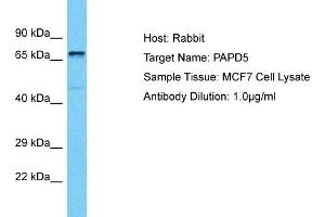 Host: Rabbit Target Name: PAPD5 Sample Tissue: Human MCF7 Whole Cell Antibody Dilution: 1ug/ml (PAPD5 antibody  (C-Term))