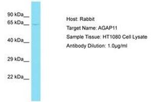 Image no. 1 for anti-Ankyrin Repeat and GTPase Domain Arf GTPase Activating Protein 11 (AGAP11) (AA 80-129) antibody (ABIN6750747) (AGAP11 antibody  (AA 80-129))