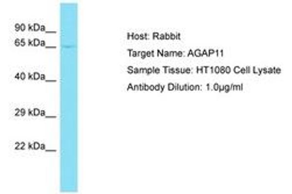 AGAP11 Antikörper  (AA 80-129)