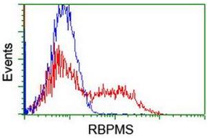 Image no. 2 for anti-RNA Binding Protein with Multiple Splicing (RBPMS) antibody (ABIN1500643) (RBPMS antibody)