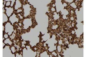 ABIN6273466 at 1/100 staining Mouse lung tissue by IHC-P. (CENPT antibody  (Internal Region))