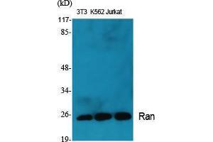 Western Blotting (WB) image for anti-RAN, Member RAS Oncogene Family (RAN) (C-Term) antibody (ABIN3177139) (RAN antibody  (C-Term))