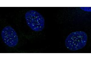 CENP-A phospho Ser18 antibody (pAb) tested by immunofluorescence. (CENPA antibody  (pSer16))
