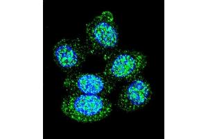 Confocal immunofluorescent analysis of ACP1 Antibody (N-term) (ABIN653360 and ABIN2842836) with Hela cell followed by Alexa Fluor 488-conjugated goat anti-rabbit lgG (green). (ACP1 antibody  (N-Term))