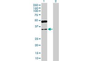 Western Blot analysis of GRHPR expression in transfected 293T cell line by GRHPR MaxPab polyclonal antibody.