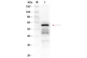 Western Blot of Rabbit anti-Aldehyde Dehydrogenase (yeast) Antibody. (Aldehyde Dehydrogenase antibody)