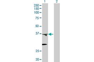 Western Blot analysis of PTGES2 expression in transfected 293T cell line by PTGES2 MaxPab polyclonal antibody. (PTGES2 antibody  (AA 1-377))