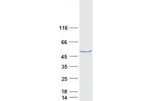 Western Blotting (WB) image for WW Domain Containing Transcription Regulator 1 (WWTR1) protein (Myc-DYKDDDDK Tag) (ABIN2735653)