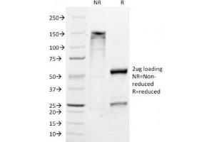 SDS-PAGE Analysis of Purified, BSA-Free Melan-A Antibody (clone M2-9E3). (MLANA antibody)