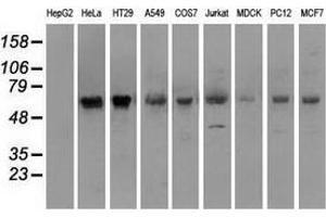 Western blot analysis of extracts (35 µg) from 9 different cell lines by using anti-SILV monoclonal antibody. (Melanoma gp100 antibody)