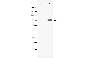 Western blot analysis of Synapsin phosphorylation expression in PMA treated 293 whole cell lysates,The lane on the left is treated with the antigen-specific peptide. (SYN1 antibody  (pSer9))