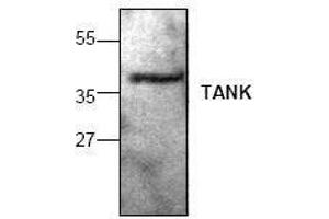 Image no. 1 for anti-TRAF Family Member-Associated NFKB Activator (TANK) antibody (ABIN155084) (TANK antibody)