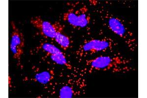 Proximity Ligation Analysis of protein-protein interactions between FADD and FAS. (FAS antibody  (AA 20-119))
