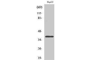 Western Blotting (WB) image for anti-Chemokine (C-C Motif) Receptor-Like 2 (CCRL2) (Internal Region) antibody (ABIN3183725) (CCRL2 antibody  (Internal Region))