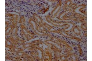 IHC image of ABIN7179061 diluted at 1:100 and staining in paraffin-embedded rat kidney tissue performed on a Leica BondTM system. (Renin antibody  (AA 65-264))