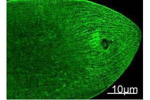 Immunofluorescence (IF) image for anti-Myosin Heavy Chain antibody (ABIN3181128) (Myosin Heavy Chain antibody)