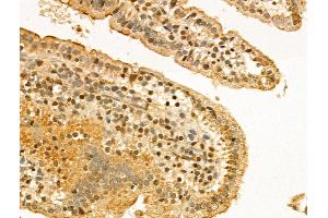 ABIN7094303 and ABIN7098350 at 1/100 staining Mouse colon tissue by IHC-P. (KPNB1 antibody  (C-Term))