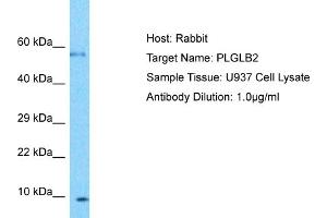 Host: Rabbit Target Name: PLGLB2 Sample Type: U937 Whole Cell lysates Antibody Dilution: 1. (PLGLB2 antibody  (Middle Region))