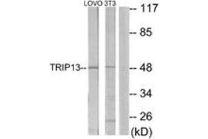 Western blot analysis of extracts from LOVO/NIH-3T3 cells, using TRIP13 Antibody. (TRIP13 antibody  (AA 383-432))