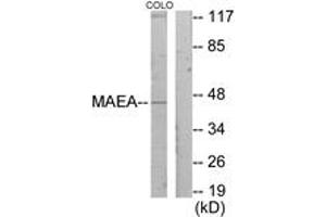 Western blot analysis of extracts from COLO205 cells, using MAEA Antibody. (MAEA antibody  (AA 181-230))