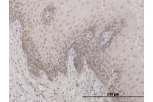 Image no. 1 for anti-Sin3A-Associated Protein, 30kDa (SAP30) (AA 131-220) antibody (ABIN599070) (SAP30 antibody  (AA 131-220))