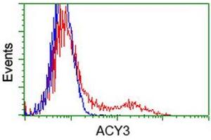 Image no. 4 for anti-Aminoacylase 3 (ACY3) antibody (ABIN1496463) (Aminoacylase 3 antibody)