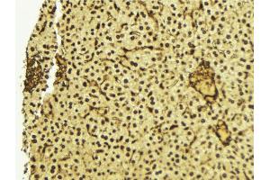 ABIN6272422 at 1/100 staining Mouse liver tissue by IHC-P. (RTCD1 antibody  (C-Term))