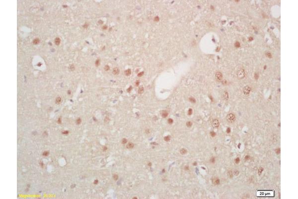HES5 antibody  (AA 21-120)