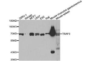 Western blot analysis of extracts of various cell lines, using TRAF3 antibody. (TRAF3 antibody)
